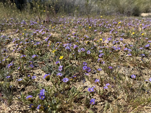iNaturalist observation photo of borage family