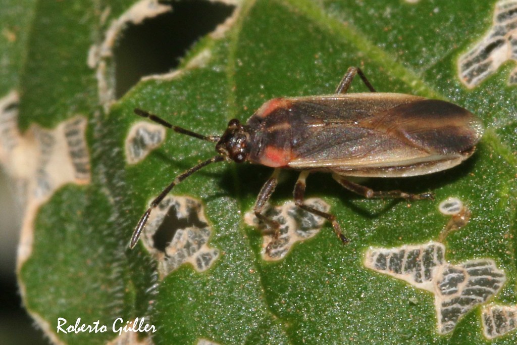 Acroleucus coxalis