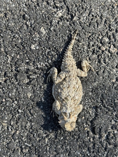 iNaturalist observation photo of Desert Horned Lizard