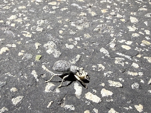 iNaturalist observation photo of Ophryastes