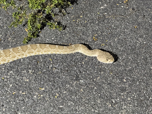 iNaturalist observation photo of Red Diamond Rattlesnake