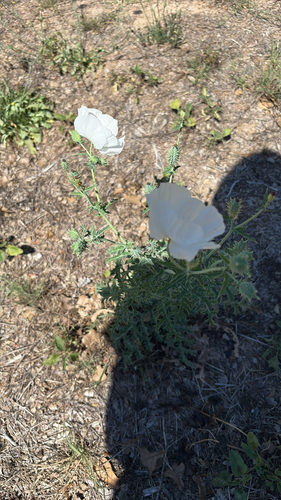 Chisos Mountain Pricklypoppy