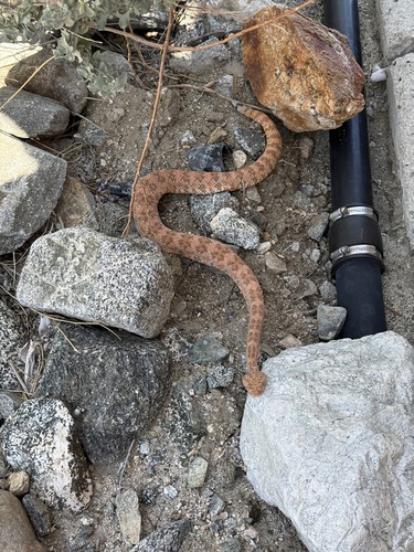 iNaturalist observation photo of Southwestern Speckled Rattlesnake