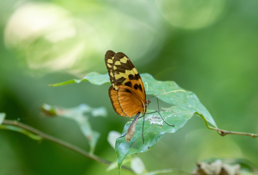 Melinaea scylax