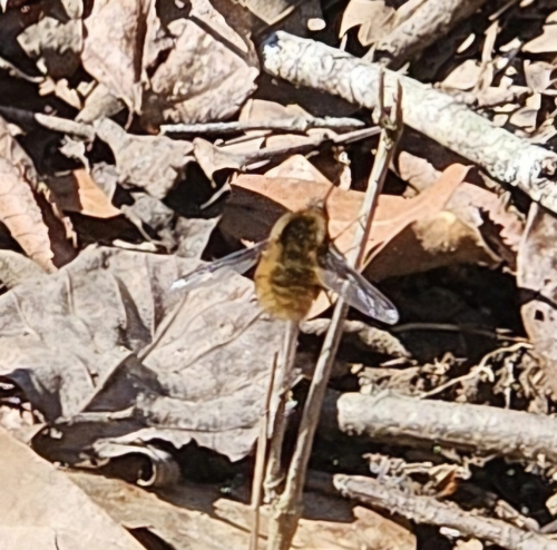 Unknown species found near Canton, GA 30114, USA
