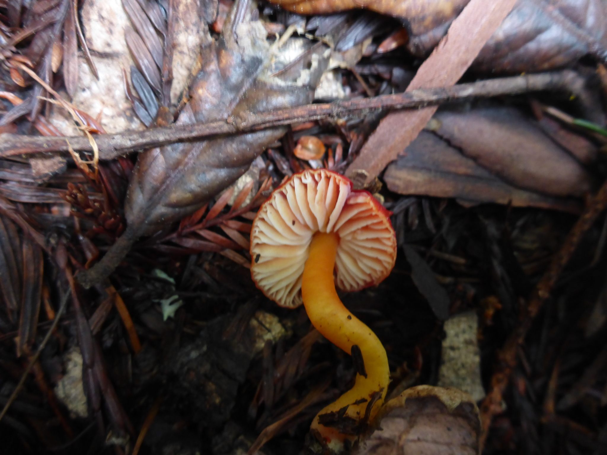 Hygrocybe coccinea image