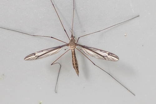 Unknown species found near Downtown Bentonville, Bentonville, AR 72712, USA