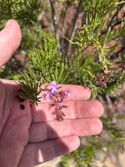 Campylanthus salsoloides, photograph (c) Scott Cave, some rights reserved (CC BY)