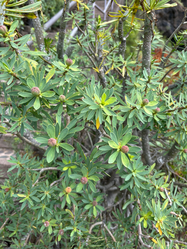 balsam spurge (Euphorbia balsamifera)