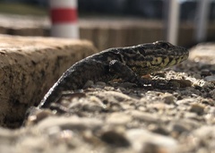 Podarcis muralis maculiventris