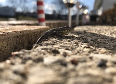 Podarcis muralis maculiventris