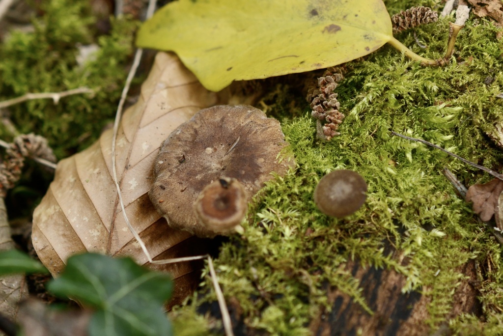 Lentinus brumalis · March 2026 · photo: © cryptomarasmius (iNaturalist, cc-by)
