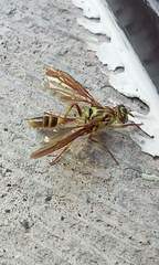 Toxotrypana curvicauda