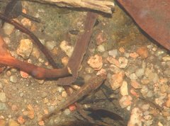 Rhinogobius duospilus