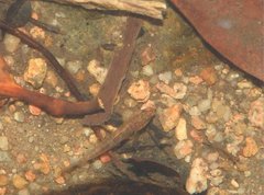 Rhinogobius duospilus