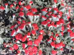 Cladonia incrassata
