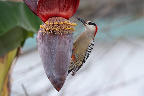 West Indian Woodpecker (Melanerpes superciliaris), photo 4
