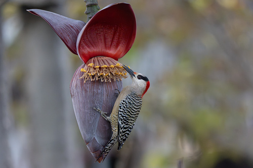 West Indian Woodpecker (Melanerpes superciliaris), photo 5