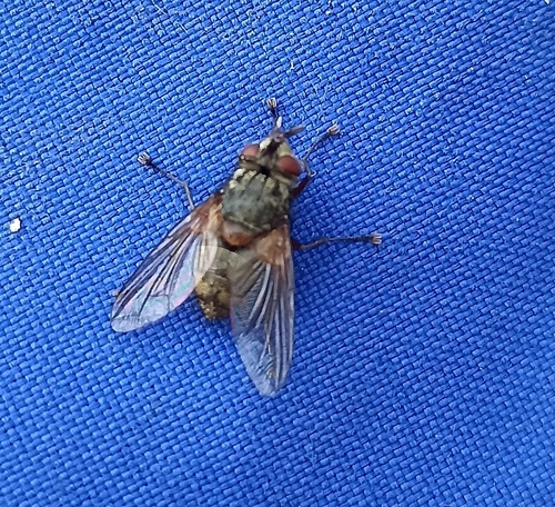Phryno vetula