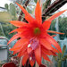 Heliocereus - Photo (c) Stuart, some rights reserved (CC BY-NC)