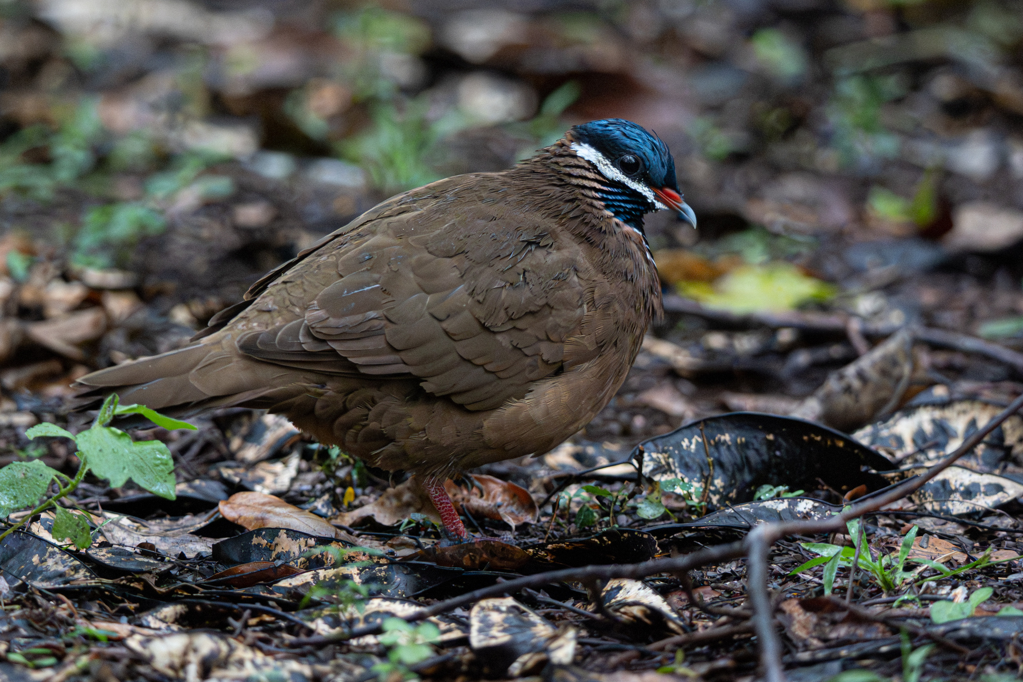 Blue-headed Quail-Dove (Starnoenas cyanocephala), photo 1