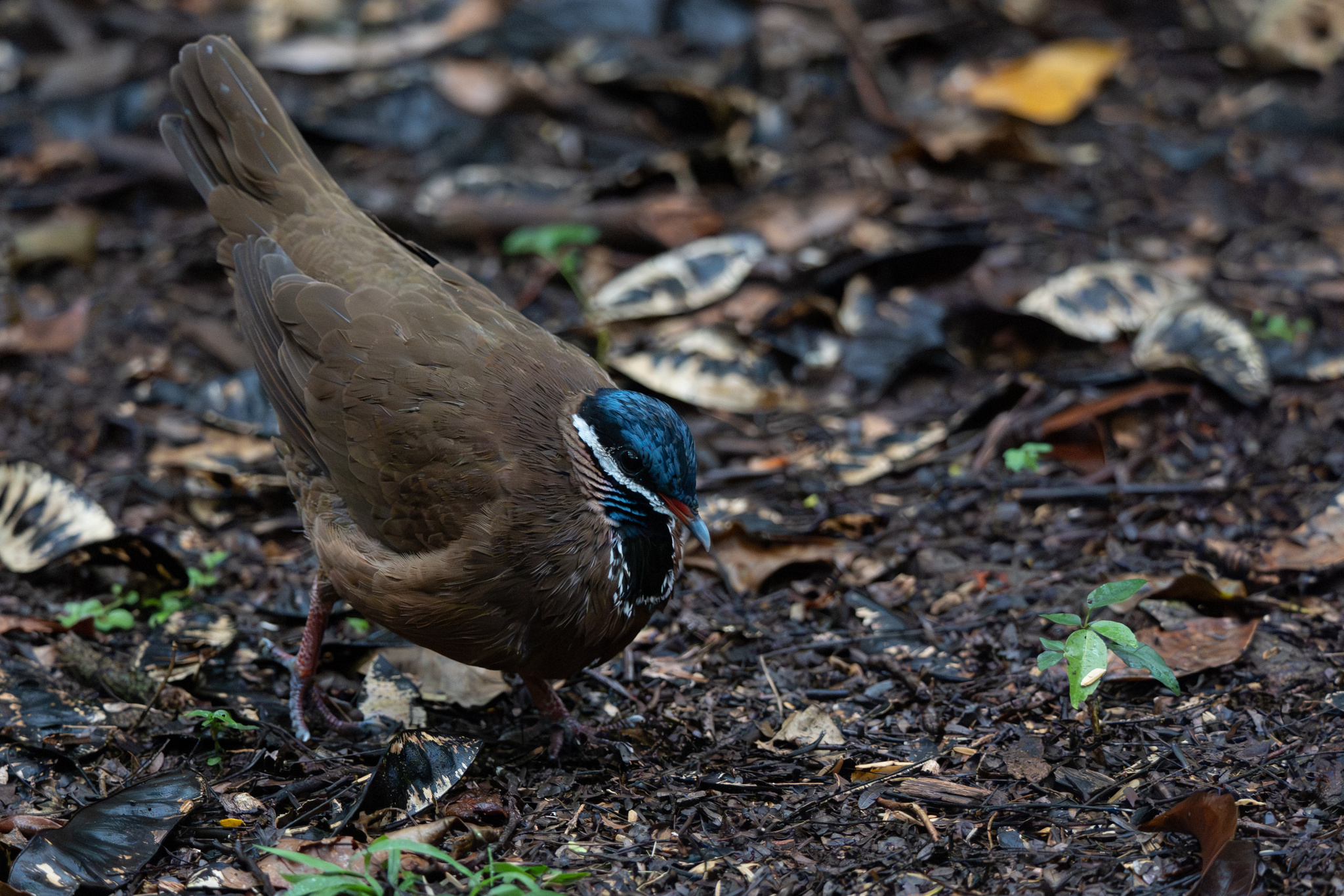 Blue-headed Quail-Dove (Starnoenas cyanocephala), photo 2