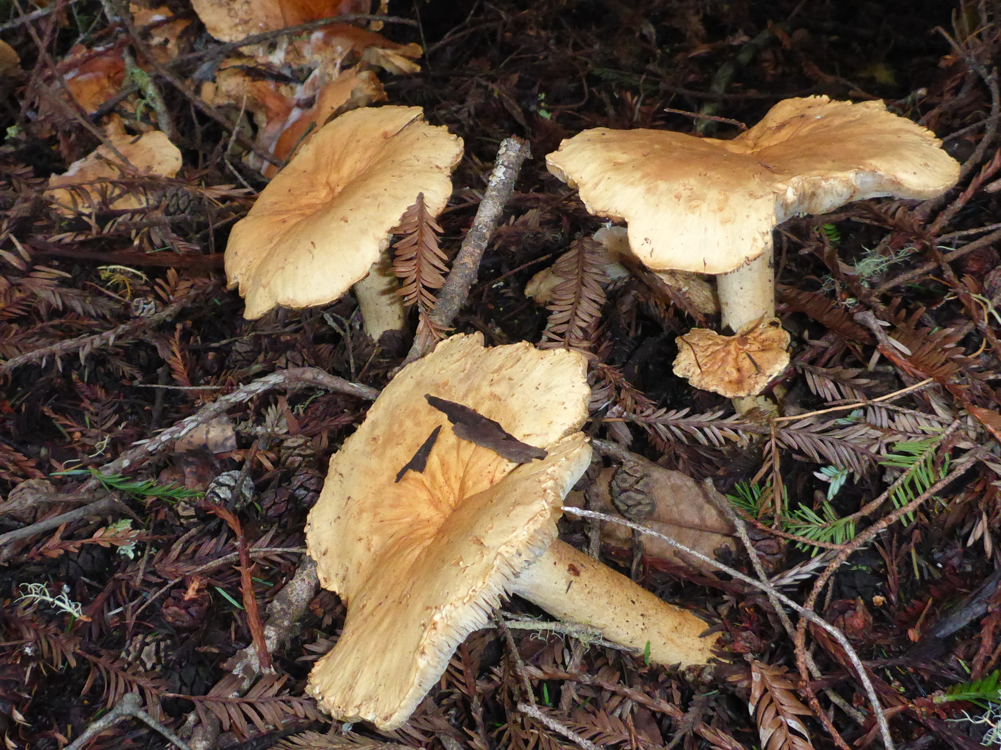 Leucopaxillus gentianeus image