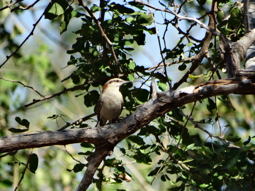 Russet-naped Wren (Campylorhynchus humilis), photo 7