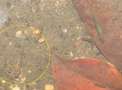 Rhinogobius duospilus