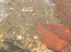 Rhinogobius duospilus