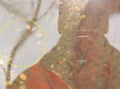 Rhinogobius duospilus