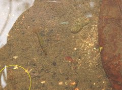 Rhinogobius duospilus