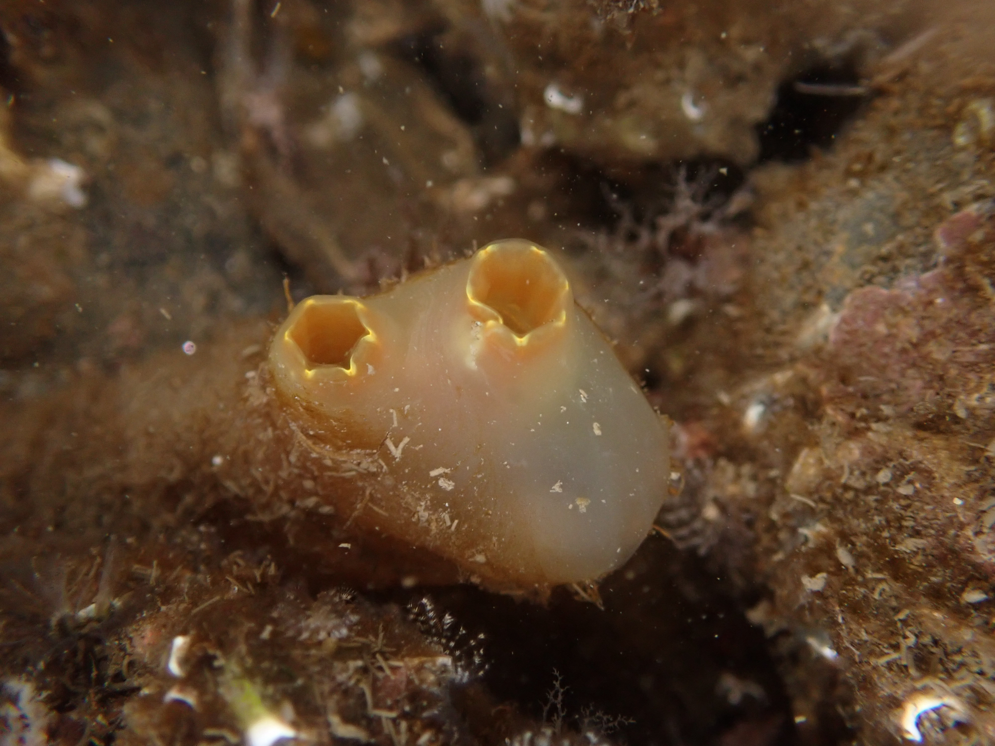 Ciona intestinalis (Linnaeus, 1767)