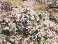 Mirabilis laevis