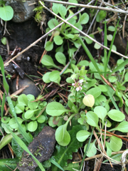 Plectritis congesta
