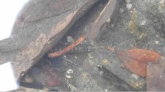 Liniparhomaloptera disparis