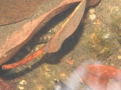 Liniparhomaloptera disparis