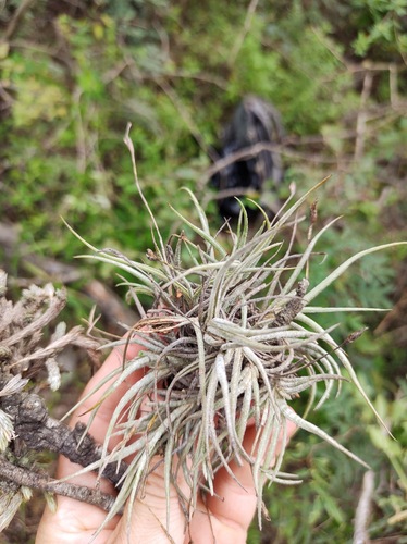 Tillandsia bandensis, photograph 3