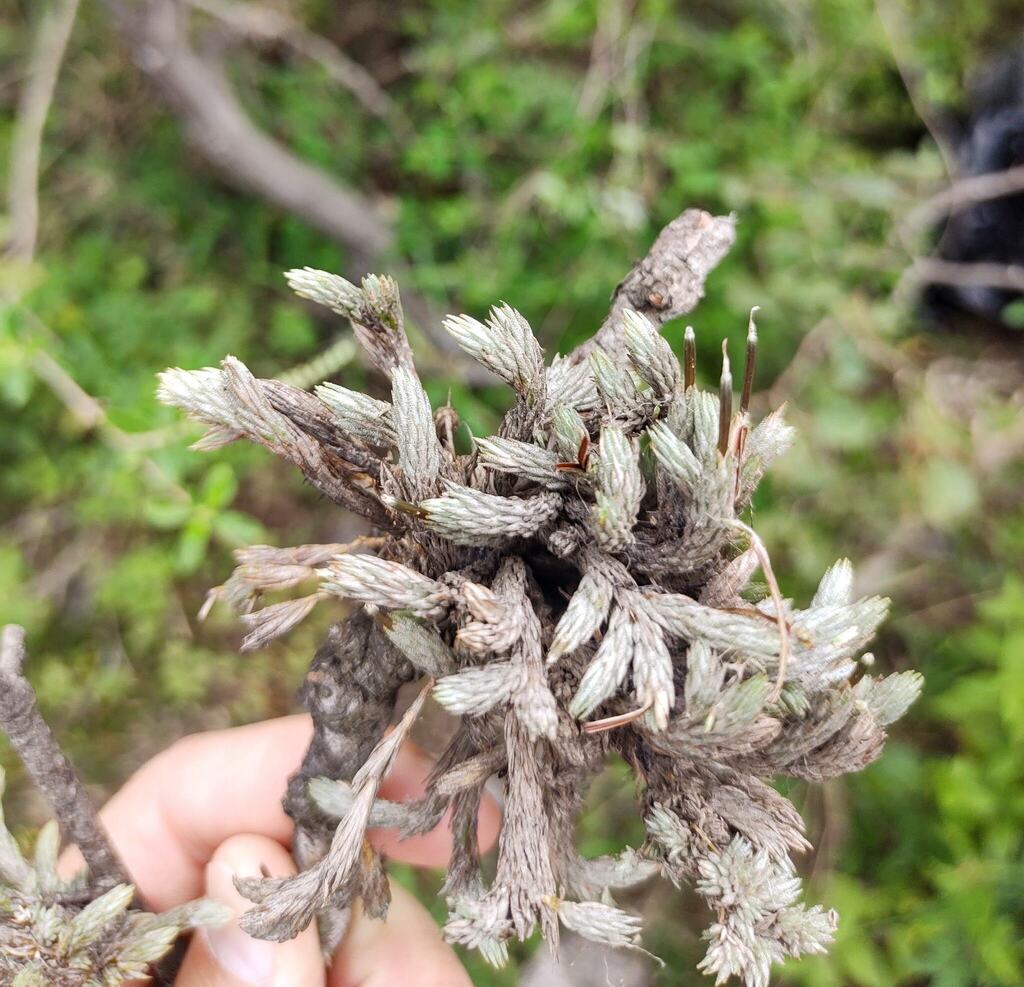 Tillandsia minutiflora; photograph (c) Lucas Carbone, some rights reserved (CC BY)