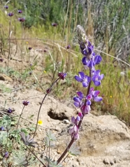 Lupinus sparsiflorus