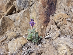 Lupinus sparsiflorus