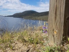 Lupinus sparsiflorus