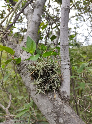 Tillandsia rectangula, photograph 3