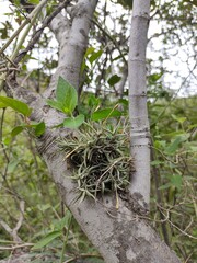 (c) Lucas Carbone, some rights reserved (CC BY) Tillandsia rectangula, photograph (c) Lucas Carbone, some rights reserved (CC BY)