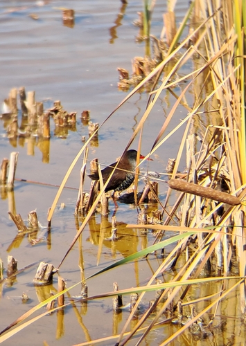 iNaturalist image