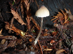 Mycena abramsii