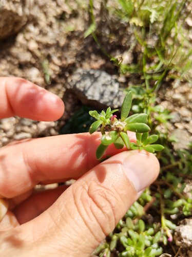 Portulaca obtusa, photograph 1