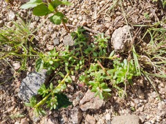 Portulaca obtusa