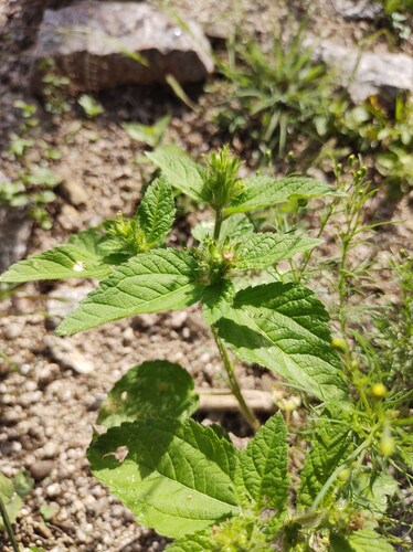 Hairy Croton (Croton hirtus)