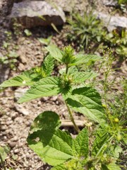 (c) Lucas Carbone, some rights reserved (CC BY) Croton hirtus, photograph (c) Lucas Carbone, some rights reserved (CC BY)